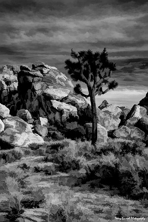 Lone Joshua Tree - impasto - Copy
