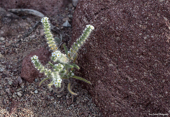 Tiny Death Valley Succulents 1