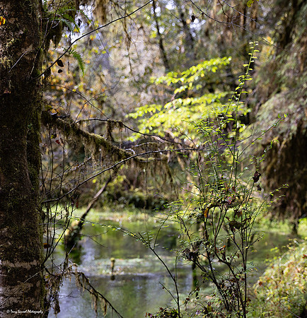 A Walk in the Hoh Rainforest 6 copy