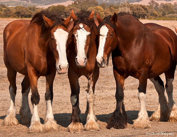 Horses 2