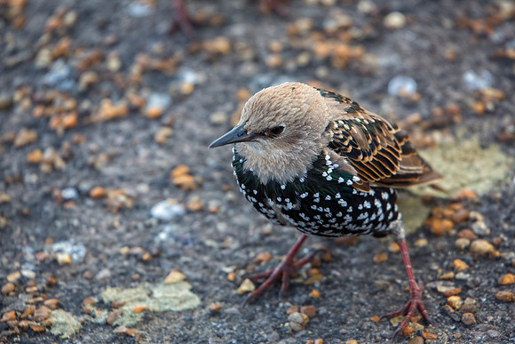 Bird - Copy