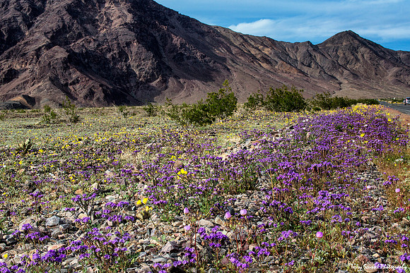 Desert Purple