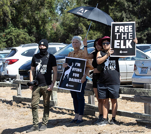 Save the Elk, Pt Reyes 27 (Terry Scussel)