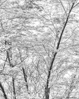 Japanese Maple 1
