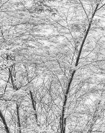 Japanese Maple 1