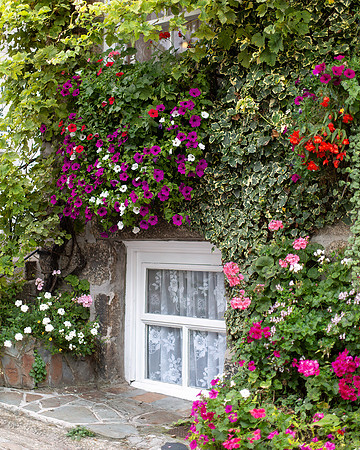Floral Window, Port Issac, Cornwall England
