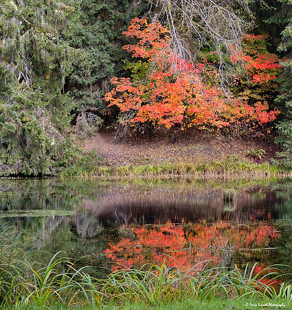 Road to Hoh Rainforest Pond Reflection copy