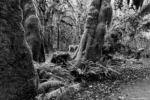 Hoh Rainforest 5 copy bw