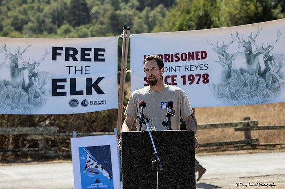 Save the Elk, Pt Reyes 22 (Terry Scussel)
