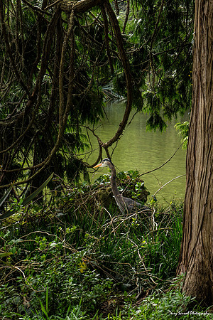 Great Blue Heron at Stow Lake, GGP Final