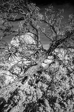 Fallen Tree JT