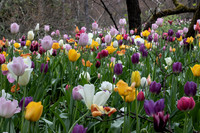 Tulip Patch 4