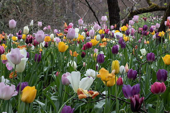 Tulip Patch 4