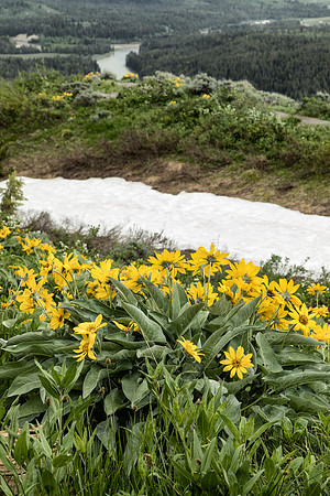 Arrowleaf Balsamroot - Signal Mountain, Jackson Hole 2