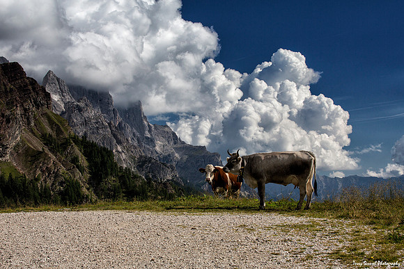 Dolomiti Farming at Magra Fosse