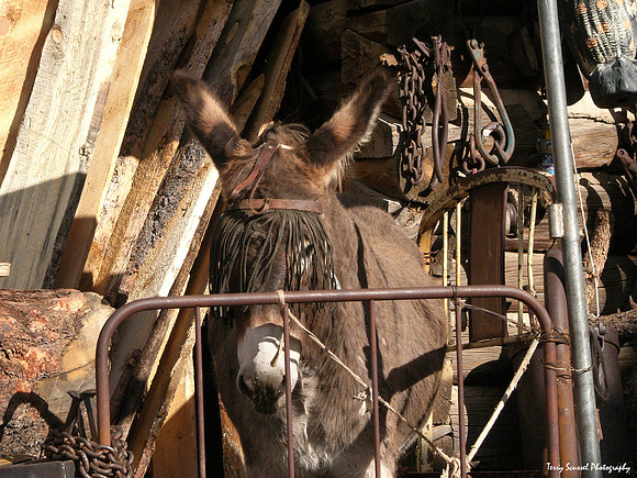 Jerome Mule