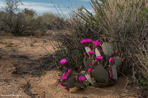 Beavertail Cactus 2 - Copy