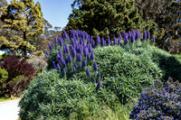 Purple, GGP