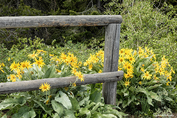 Arrowleaf Balsamroot - Signal Mountain, Jackson Hole