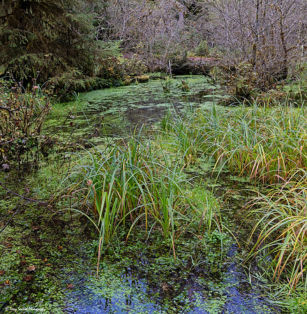 A Walk in the Hoh Rainforest 4 copy