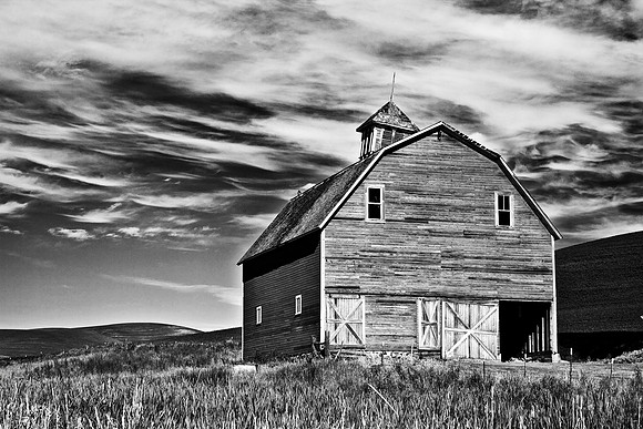 Barn w-Great Horn Owl B-W