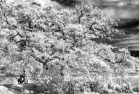 IR China Camp State Park 2