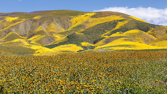 Carrizo 5 - Copy