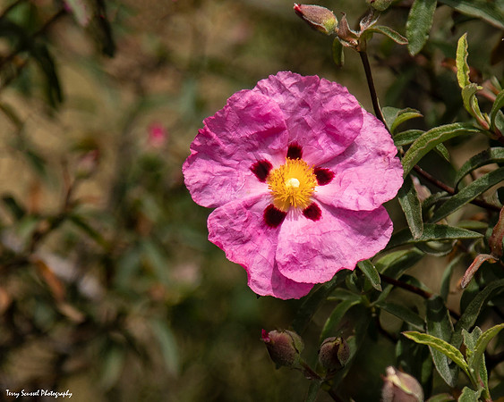 Flower 1