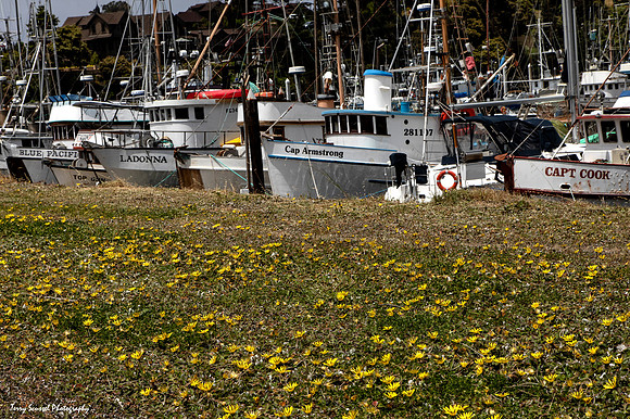 Fishing Fleet, Noyo Harbor